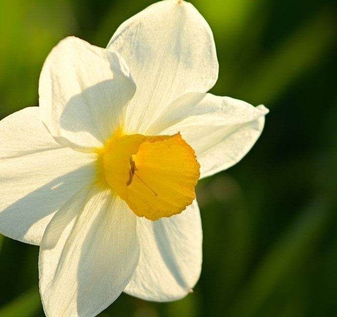 picture of daffodil featured on XCL website
