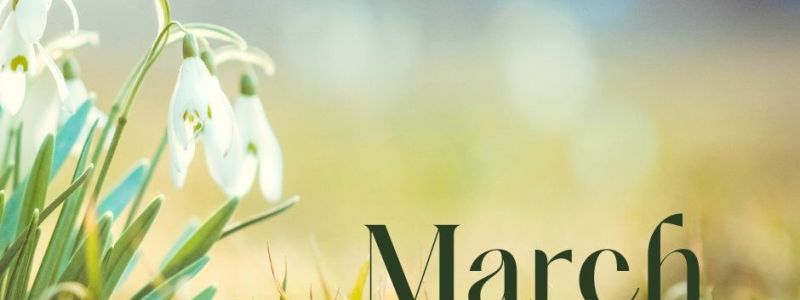 Snowdrops, Spring Picture featured on XCL website