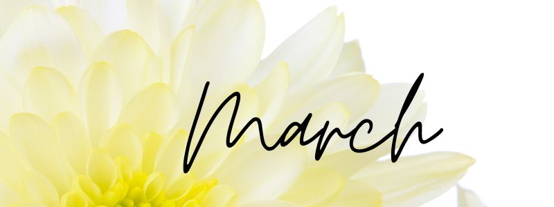 Spring flower for XCL Group's March newsletter banner