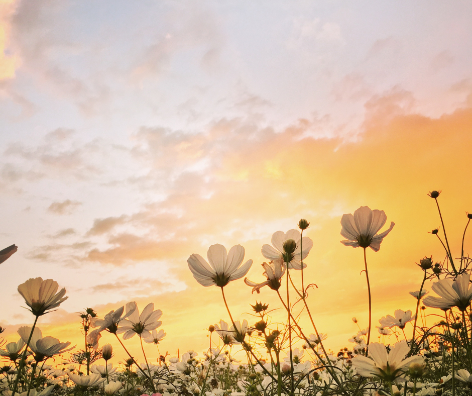 Flowers in a field, with sky and clouds above, featured on XCL Groups May Newsletter