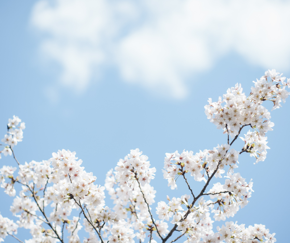 Spring flowers against blue sky, featured on XCL website