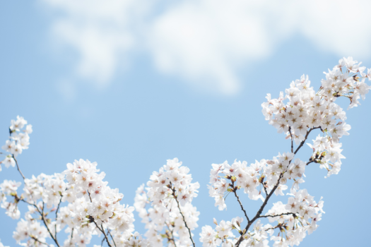 Spring flowers against blue sky, featured on XCL website