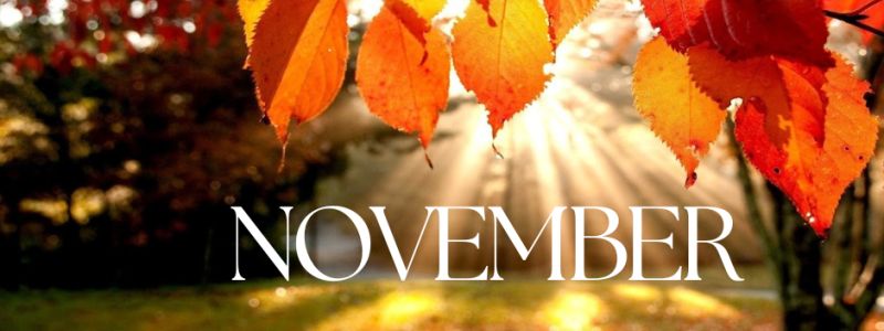 Autumn Leaves, in woodland. Featured on XCL Group website.