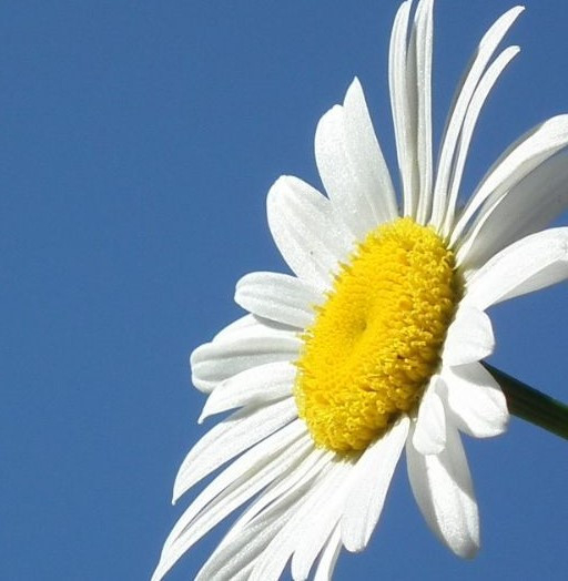 daisy against blue sky featured on xcl website