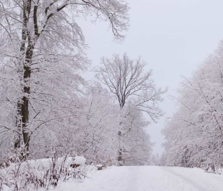 Snow covered ground and trees, featured on xcl website