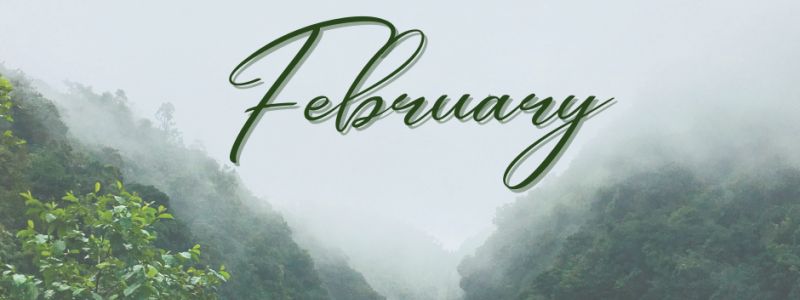 Misty Forest heading towards spring months, featured on XCL Group website's February Newsletter