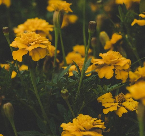 Yellow flowers, featured on xcl website