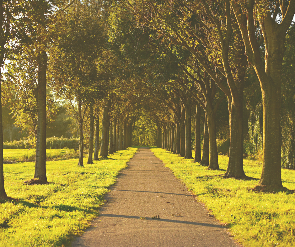 Green Forrest with a pathway through the middle, featured on the XCL website